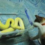 蛇と猫