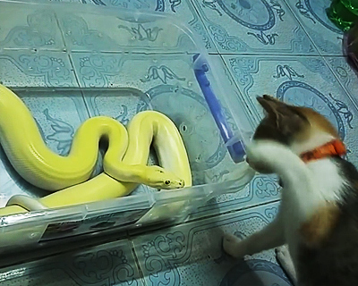 蛇と猫