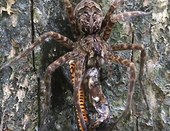 ヘビを食べる巨大蜘蛛