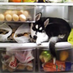 冷蔵庫が大好きなハスキー犬