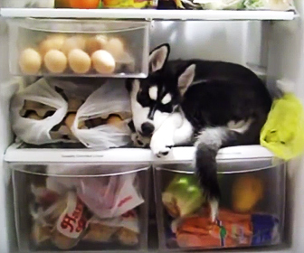 冷蔵庫が大好きなハスキー犬