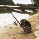 コアラが釣りをする