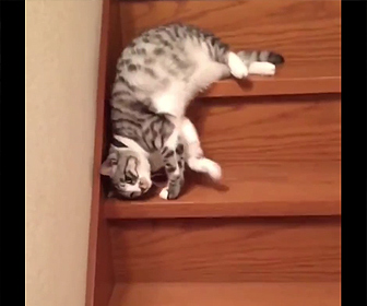 階段を下りるネコ