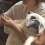 犬のハプニング動画集