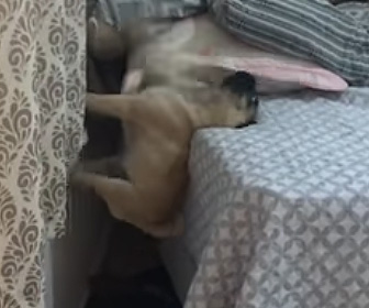 パグがベッドに登る