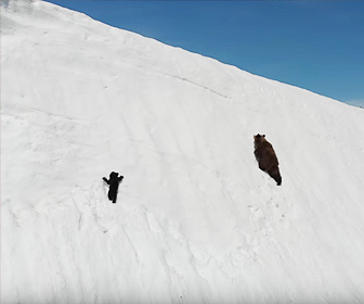 子熊が雪の斜面から落下