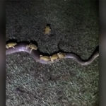 【動画】ヘビにカエルが何匹も乗っかっている衝撃映像