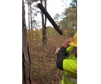 【動画】枯れ木を切り倒すが猛スピードで枝が飛んで来る衝撃映像