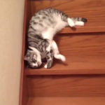 階段を下りるネコ