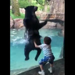 クマとジャンプする5歳の少年