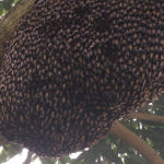 【動画】ミツバチ達が巣を守る為、体を震わせ威嚇する衝撃映像
